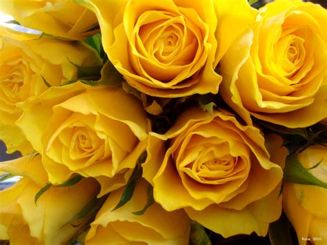 m4ufree yellow rose|Yellow Rose .